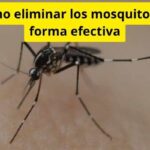 Cómo eliminar los mosquitos de forma efectiva