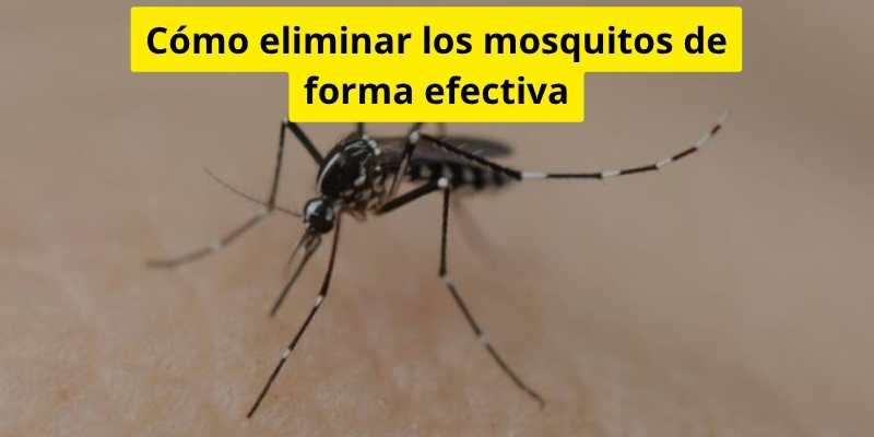 Cómo eliminar los mosquitos de forma efectiva
