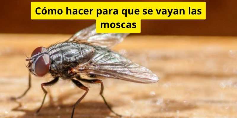 Cómo hacer para que se vayan las moscas