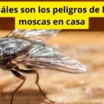 Cuáles son los peligros de las moscas en casa