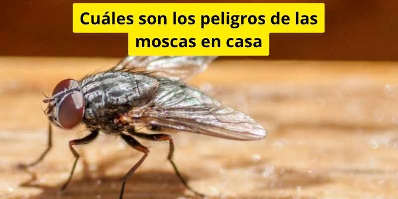 Cuáles son los peligros de las moscas en casa