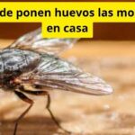 Dónde ponen huevos las moscas en casa