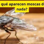 Por qué aparecen moscas de la nada?