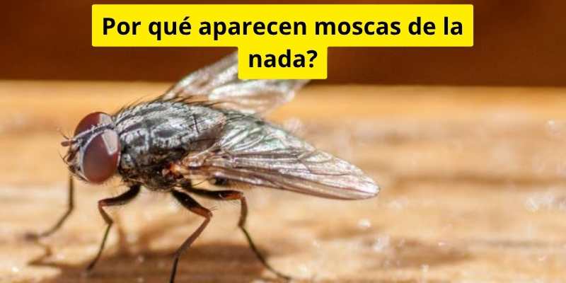 Por qué aparecen moscas de la nada?