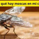 Por qué hay moscas en mi casa