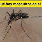 Por qué hay mosquitos en el baño