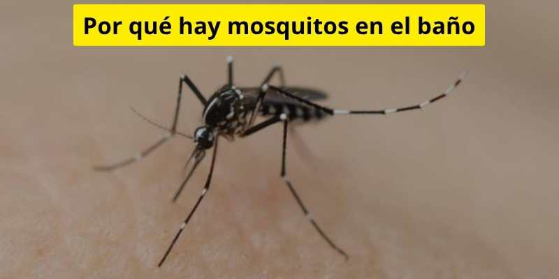 Por qué hay mosquitos en el baño
