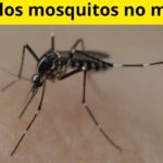 Por qué los mosquitos no me pican