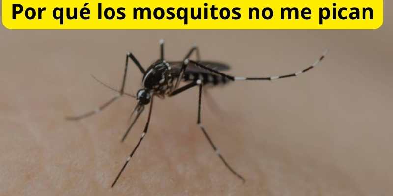 Por qué los mosquitos no me pican