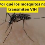 Por qué los mosquitos no transmiten VIH