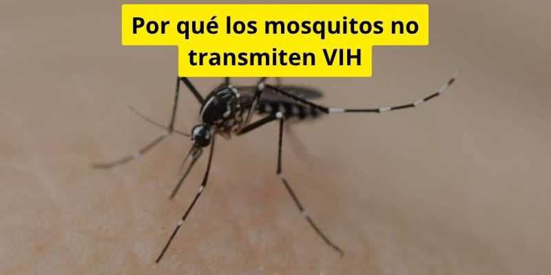 Por qué los mosquitos no transmiten VIH