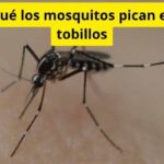 Por qué los mosquitos pican en los tobillos