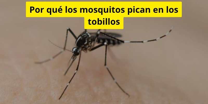 Por qué los mosquitos pican en los tobillos