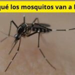 Por qué los mosquitos van a la luz