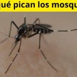 Por qué pican los mosquitos