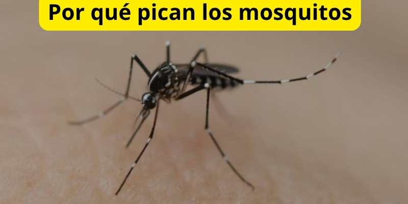 Por qué pican los mosquitos