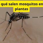 Por qué salen mosquitos en las plantas