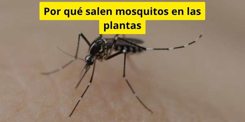 Por qué salen mosquitos en las plantas