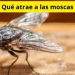 Qué atrae a las moscas