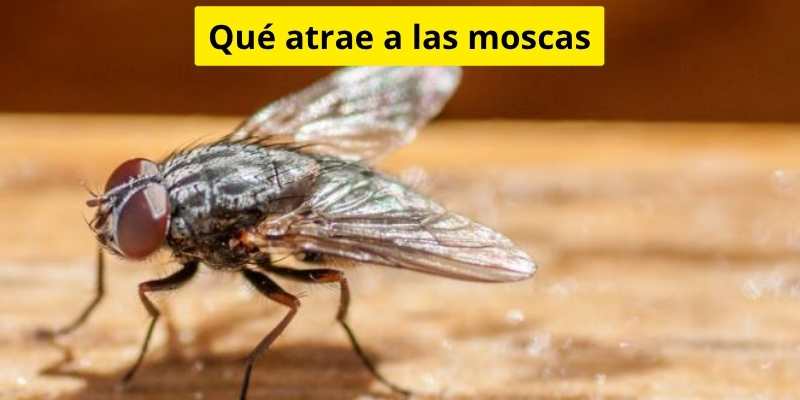 Qué atrae a las moscas