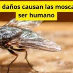 Qué daños causan las moscas al ser humano