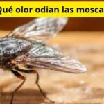 Qué olor odian las moscas