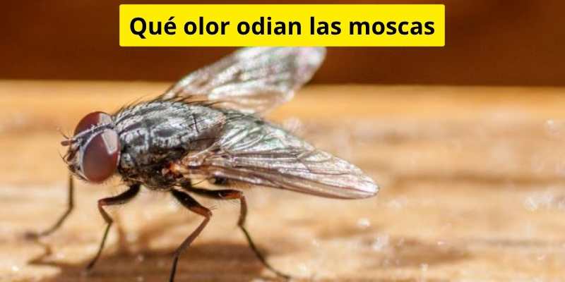 Qué olor odian las moscas