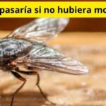 Qué pasaría si no hubiera moscas
