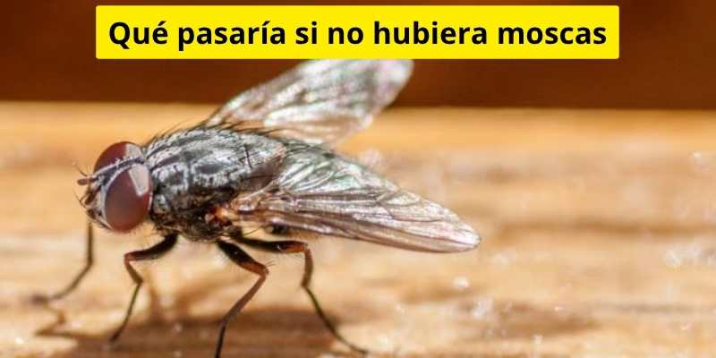 Qué pasaría si no hubiera moscas