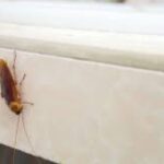 ¿Dónde se esconden las cucarachas en casa