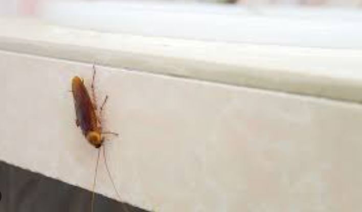 ¿Dónde se esconden las cucarachas en casa