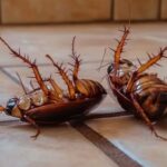 Cómo mantener las cucarachas alejadas de casa