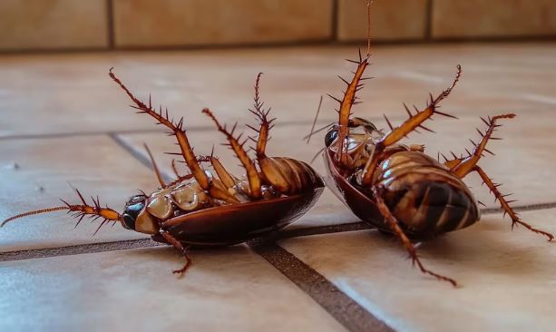 Cómo mantener las cucarachas alejadas de casa