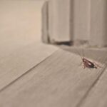 ¿Por qué hay cucarachas en mi casa?