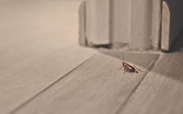 ¿Por qué hay cucarachas en mi casa?