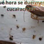 ¿A qué hora se duermen las cucarachas?