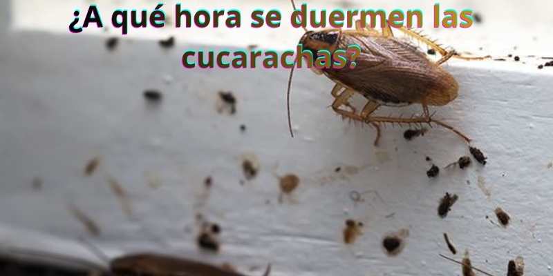 ¿A qué hora se duermen las cucarachas?