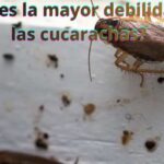 ¿Cuál es la mayor debilidad de las cucarachas?