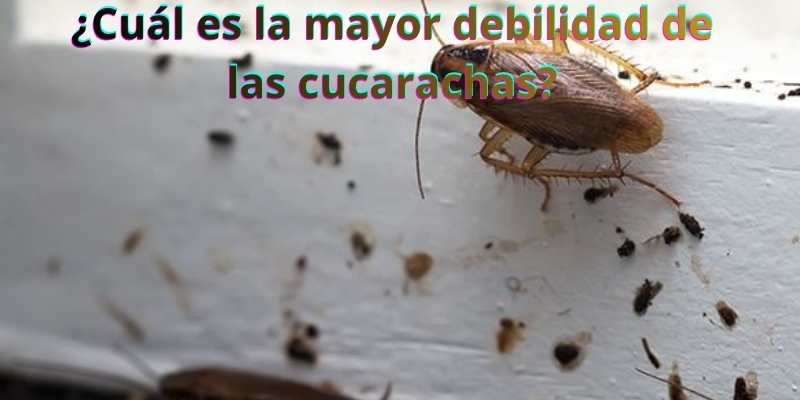 ¿Cuál es la mayor debilidad de las cucarachas?