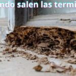 ¿Cuándo salen las termitas?