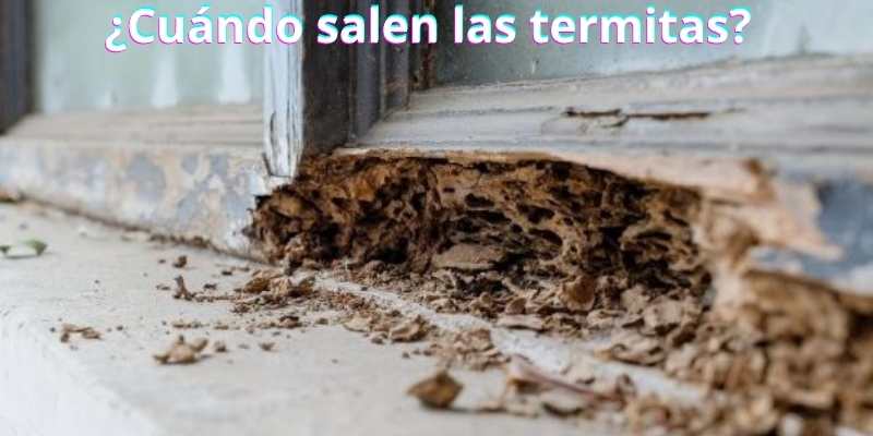 ¿Cuándo salen las termitas?