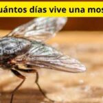 ¿Cuántos días vive una mosca