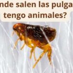 ¿De dónde salen las pulgas si no tengo animales?