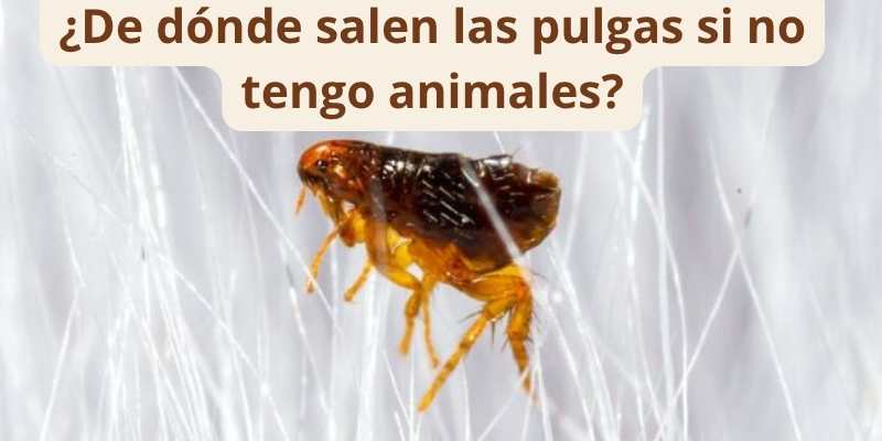 ¿De dónde salen las pulgas si no tengo animales?