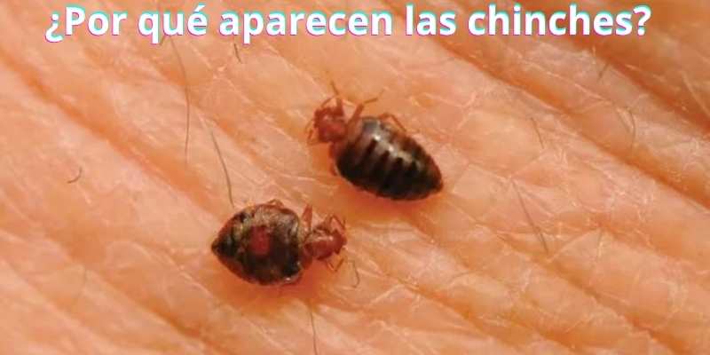 ¿Por qué aparecen las chinches?