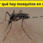 ¿Por qué hay mosquitos en casa