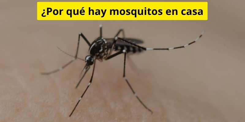 ¿Por qué hay mosquitos en casa