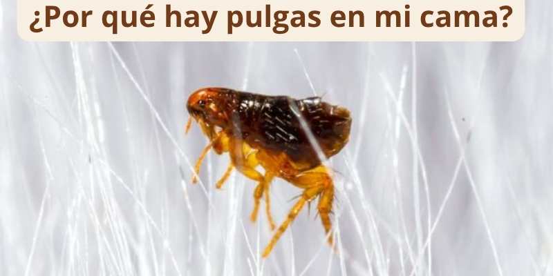 ¿Por qué hay pulgas en mi cama?