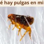 ¿Por qué hay pulgas en mi cama?