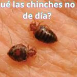 ¿Por qué las chinches no salen de día?